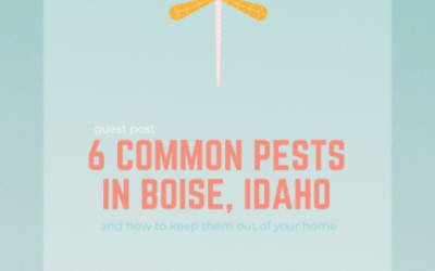6 Common Pests in Boise & How to Keep Them Out of Your Home